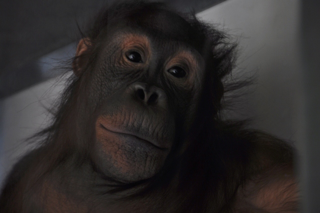 Kasih, a Bornean Orangutan